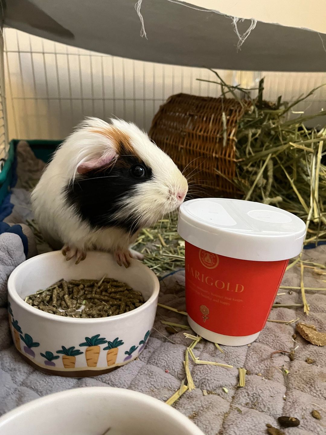 Customer photo review of GuineaDad Marigold - Organic Guinea Pig Herbal Treats