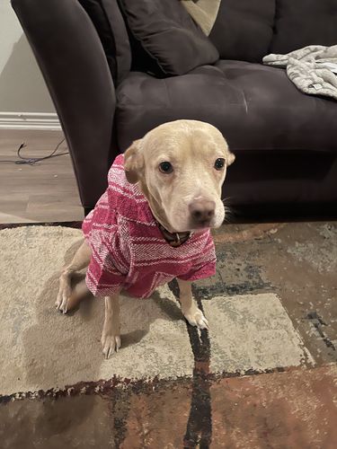 Customer photo review of Playa Poncho - Surprise Color