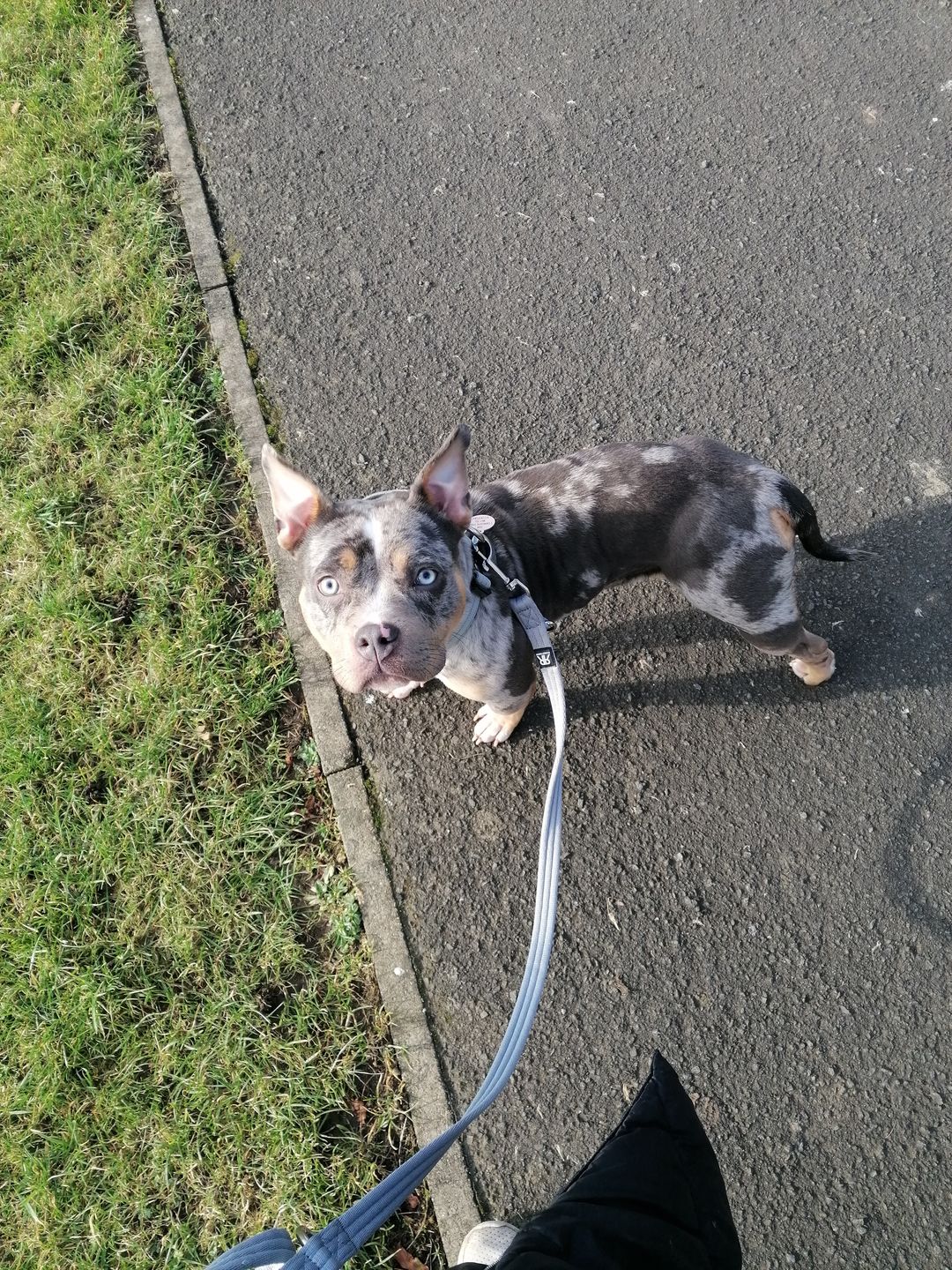 Customer photo review of Double Ended Training Lead | All Breeds - Durable & Soft 2m Lead - Metal Grey