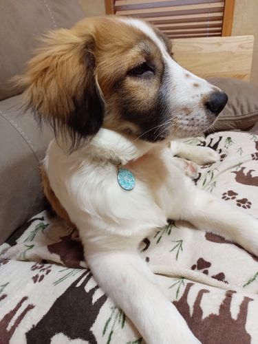 Customer photo review of Paw & Bones