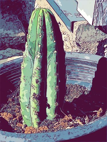 Customer photo review of San Pedro Cactus | Echinopsis pachanoi
