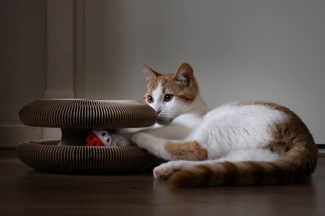 Customer photo review of Stretch It Magic Cardboard Toy