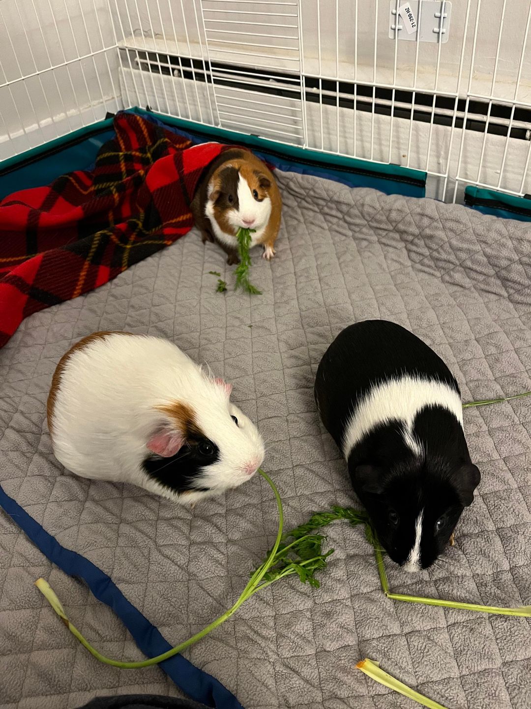 Customer photo review of GuineaDad Liner - Full Size Fleece Liner with Pockets
