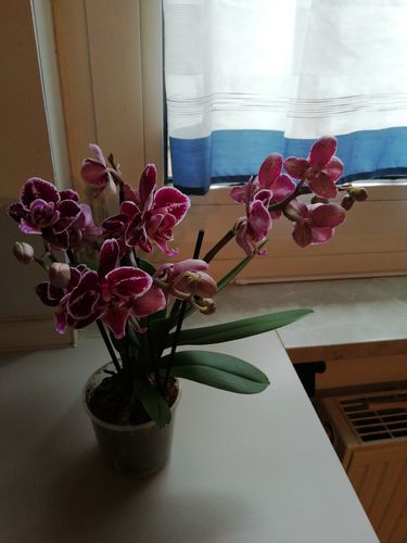 Customer photo review of Table Dance Selina mit lila-rosa Blüten und 3 Stielen