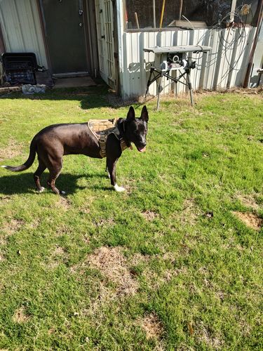 Customer photo review of Classic Heavy-Duty Tactical No-Pull Team K9™ Dog Harness With Front & Back D-Rings, Quick-Release Metal-Buckles, Hook & Loop Panels, & Top Handle