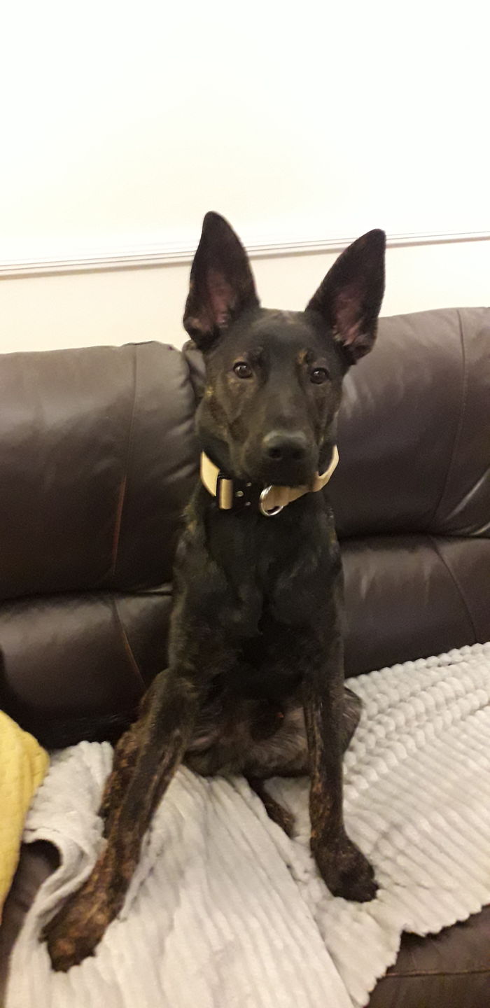 Customer photo review of 4cm Combat® Collar | With Handle & Rated Clip - Military Tan v2.0