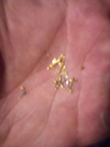 Customer photo review of Nugget Reserve 'MUSEUM SPECIMEN CHASE' - Gold Panning Paydirt Concentrate