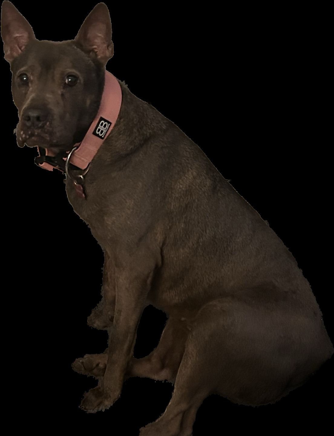 Customer photo review of 5cm Combat® Collar | Rated Clip - NO HANDLE - Pink v2.0