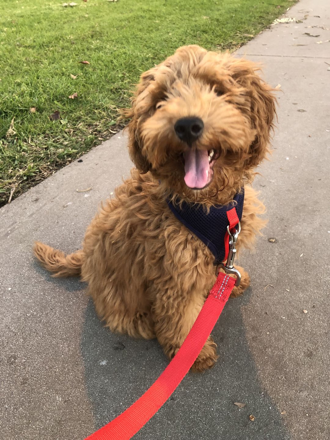Customer photo review of Color-Block Padded Harness