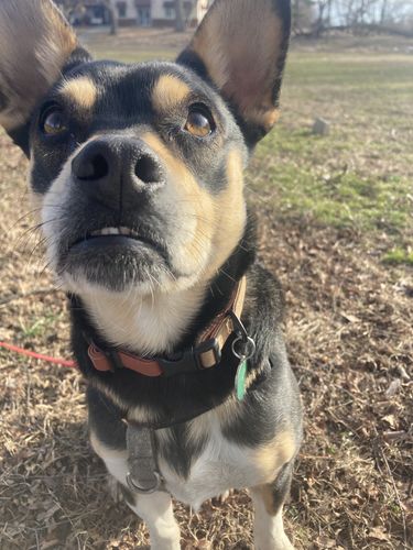 Customer photo review of Terracotta Collar