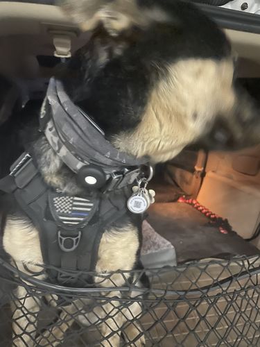 Customer photo review of Black