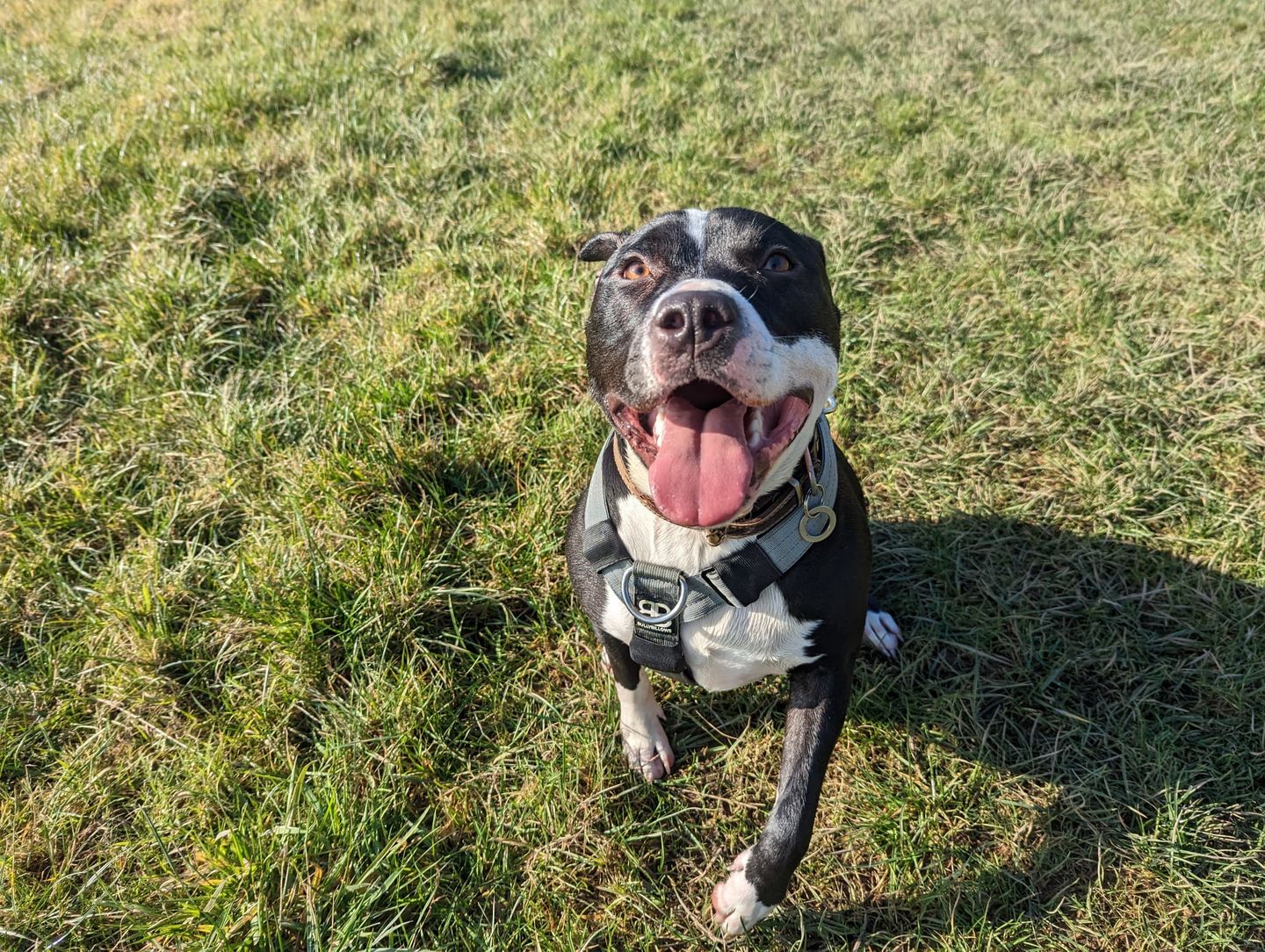 Customer photo review of TRI-Harness® | Anti-Pull, Adjustable & Durable - Dog Trainers Choice - Metal Grey v2.0