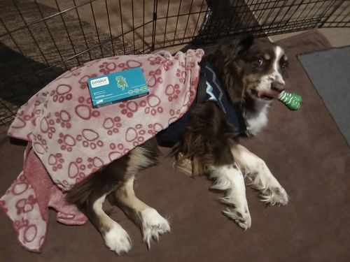 Customer photo review of Onsior®