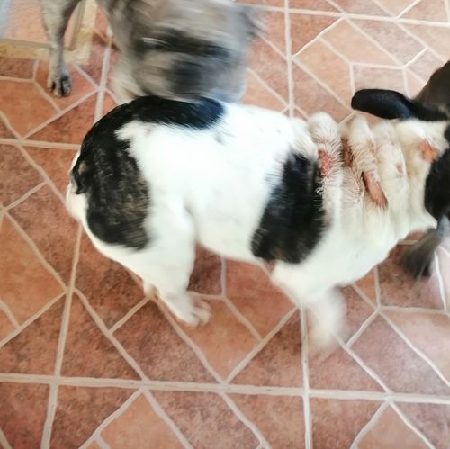 Customer photo review of Sanitor Forte