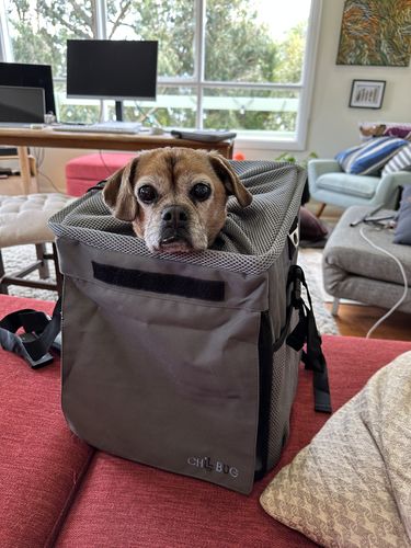 Customer photo review of All In One Pet Carrier Bag | Dog Bike Basket | Backpack for Dogs & Cats | Car Booster Seat