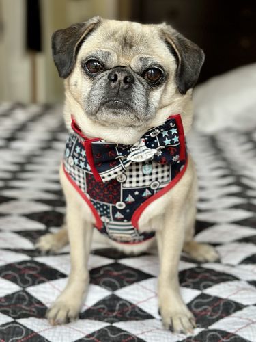 Customer photo review of NauticalNautical dog collar/ dog bow tie collar