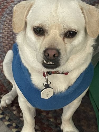 Customer photo review of Pop Star Fetch®