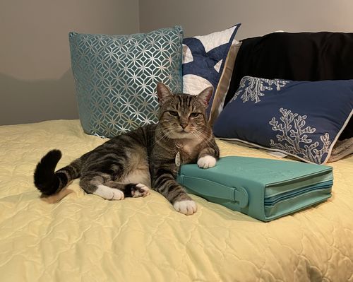 Customer photo review of Kittens