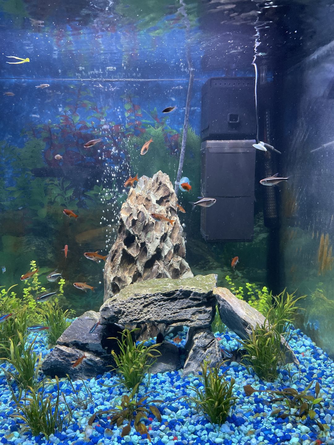 Customer photo review of Shark PRO