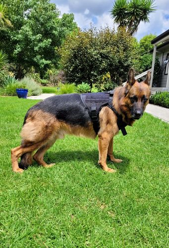Customer photo review of Classic Heavy-Duty Tactical No-Pull Team K9™ Dog Harness With Front & Back D-Rings, Quick-Release Metal-Buckles, Hook & Loop Panels, & Top Handle