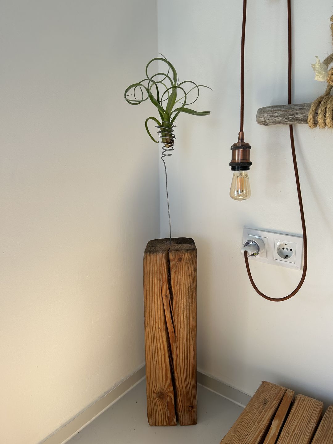 Customer photo review of Tillandsia "Curly Slim" - intermedia x streptohphylla