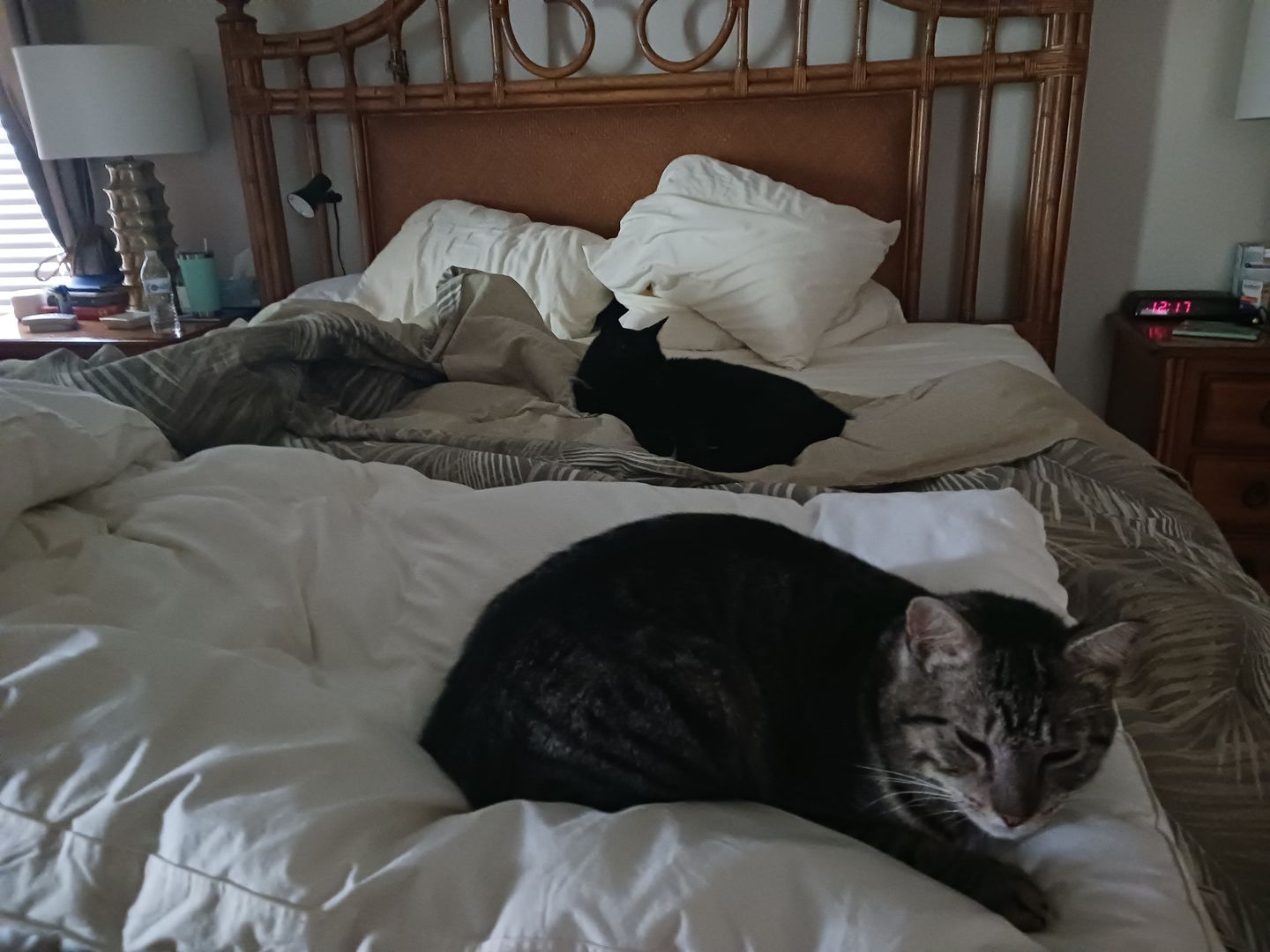 Customer photo review of Agression and Frustration Reduction - Cats