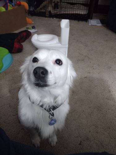 Customer photo review of Fetch