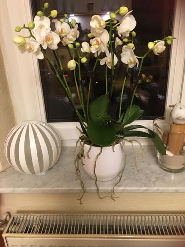 Customer photo review of Große Two of Us Orchidee mit weißen Blüten, 7+ Stielen und Keramik