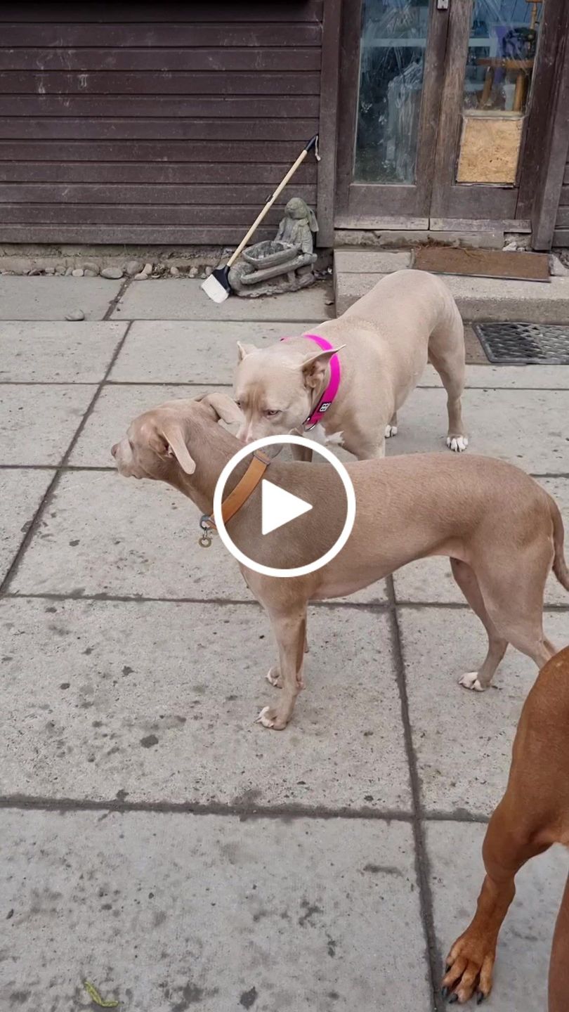 Customer video review of 4cm Combat® Collar | Rated Clip - NO HANDLE - Magentas v2.0