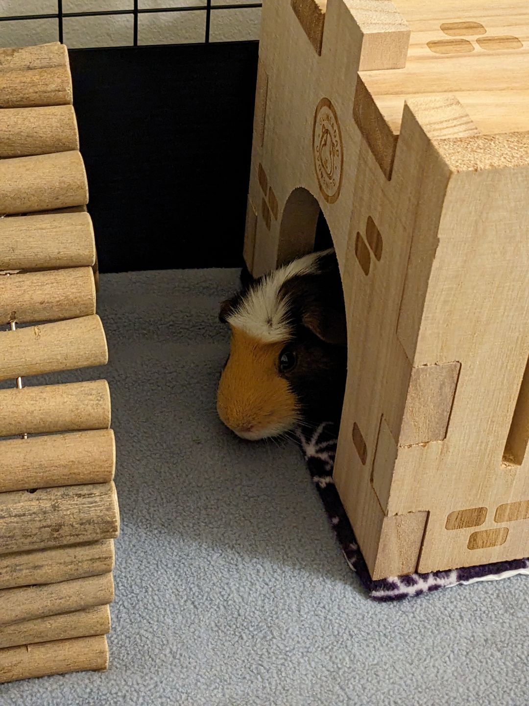 Customer photo review of GuineaDad Queen's Castle - Guinea Pig Toy - Safe and Fun