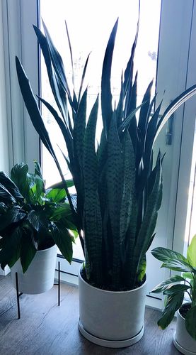 Customer photo review of 12” Signature Stone Planter