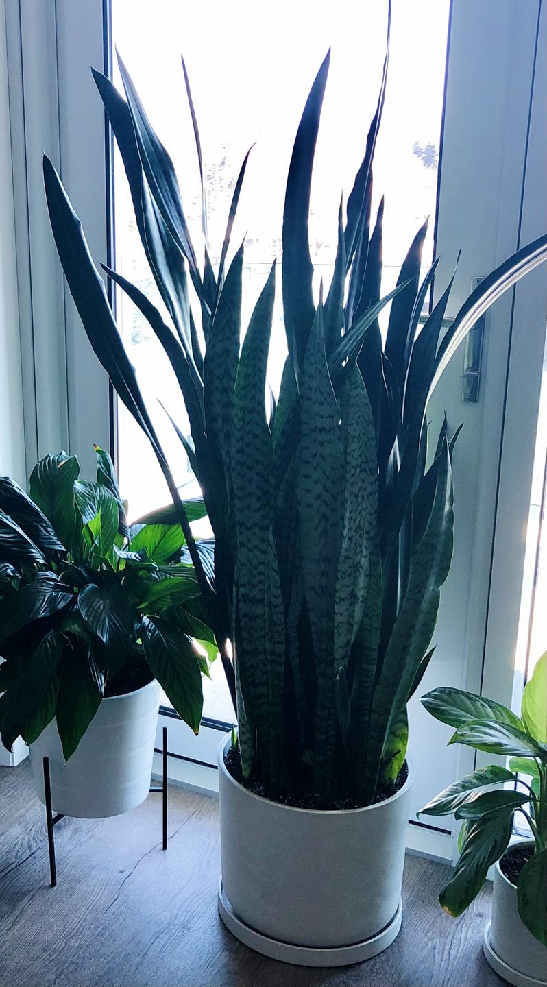 Customer photo review of 12” Signature Stone Planter