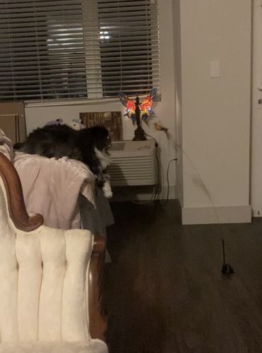 Customer photo review of Interactive Bird Simulation Cat Toy Set