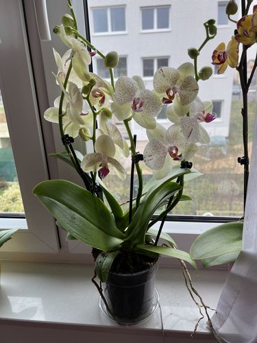 Customer photo review of Große Two of Us Sandmann