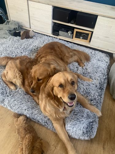 Customer photo review of PaWz Memory Foam Multimat