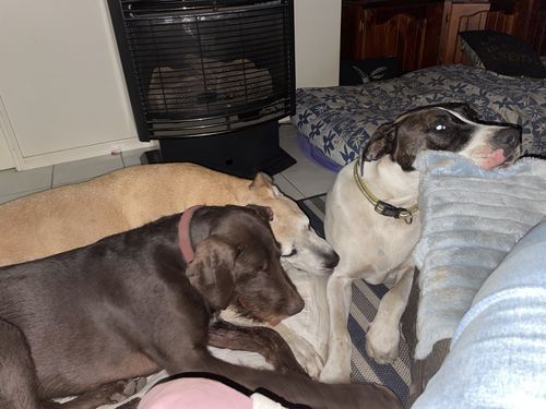 Customer photo review of Hemp Summer Bundle Exclusive: Hemp Seed Oil + Free pack of Doggie Wipes