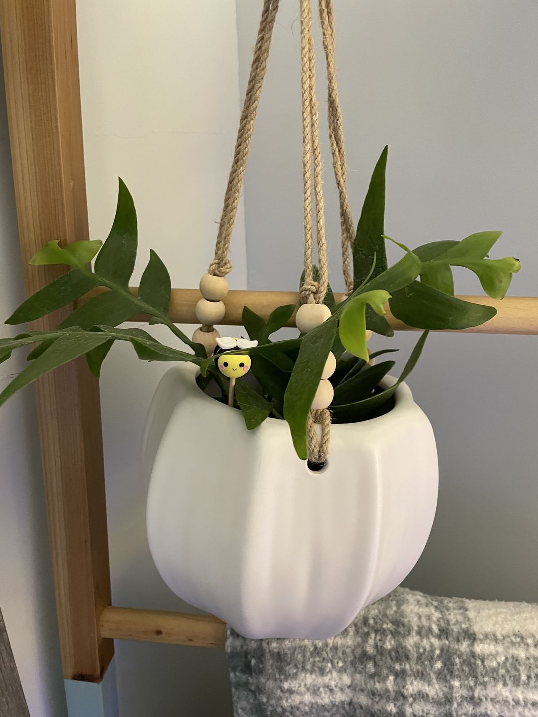 Customer photo review of 4" Cactus Selenicereus chrysocardium "Sharktooth"