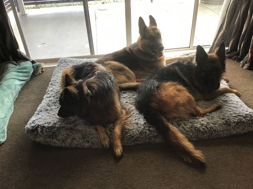 Customer photo review of PaWz  Multimat