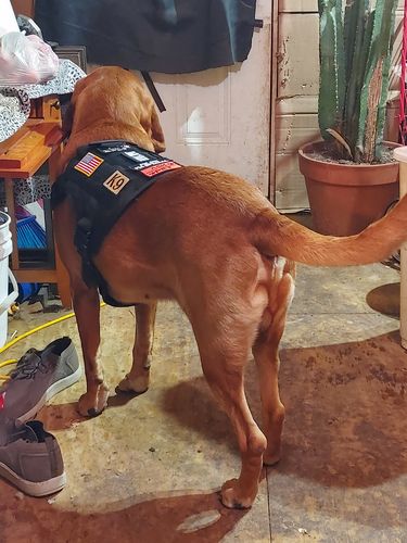 Customer photo review of Classic Heavy-Duty Tactical No-Pull Team K9™ Dog Harness With Front & Back D-Rings, Quick-Release Metal-Buckles, Hook & Loop Panels, & Top Handle