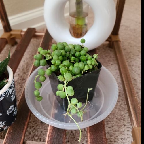 Customer photo review of String of Pearls | Senecio Rowleyanus