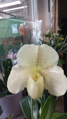 Customer photo review of Frauenschuh Orchidee großblumig gelb gepunktet