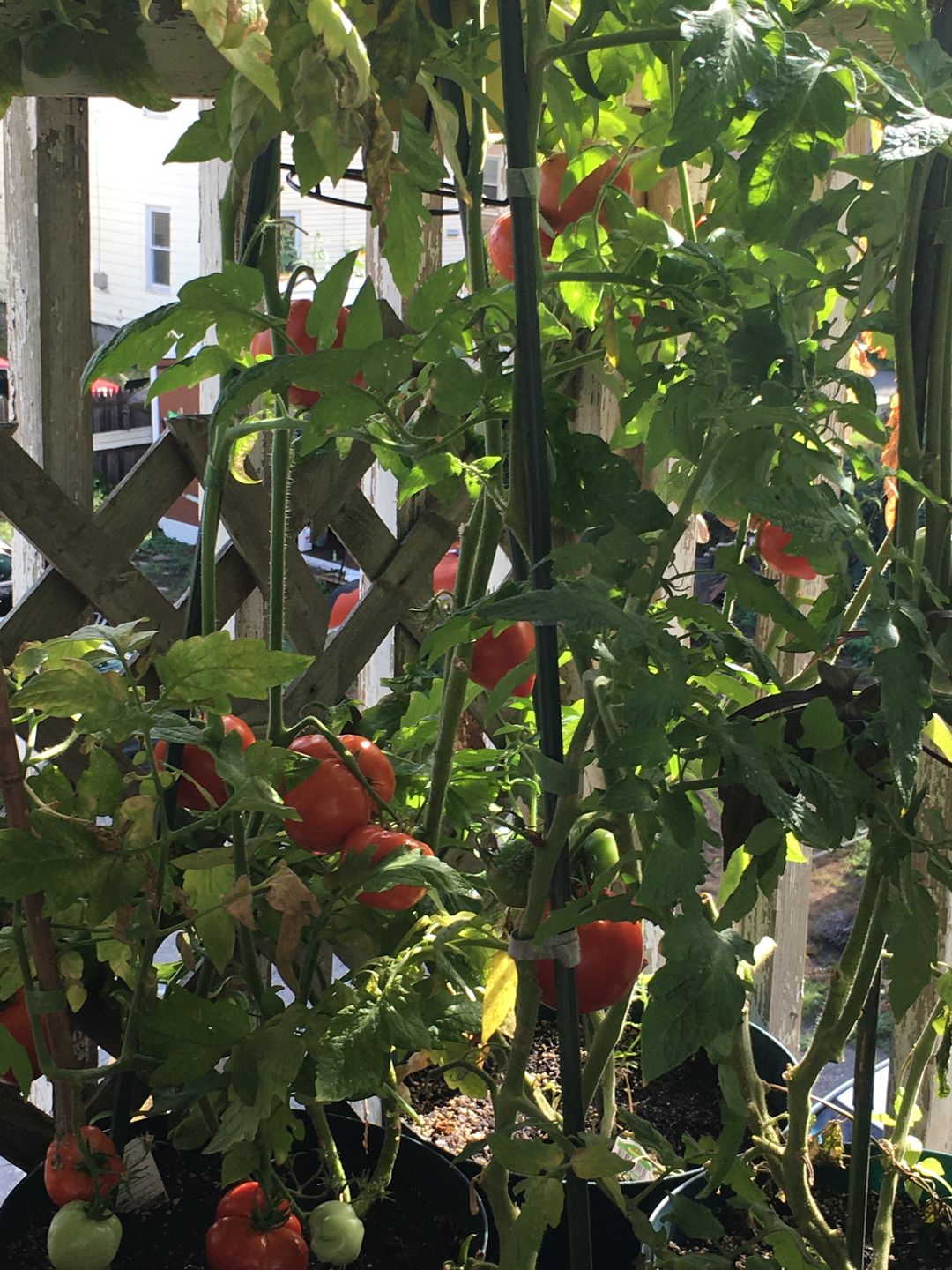 Customer photo review of Plant Care Kit