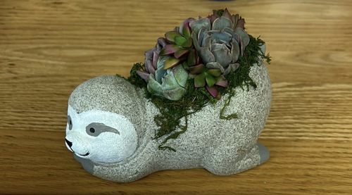 Customer photo review of The Sleepy Sloth | Succulent Gift
