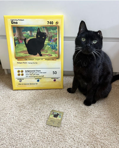 Customer photo review of Number of Pokepets and Trainers