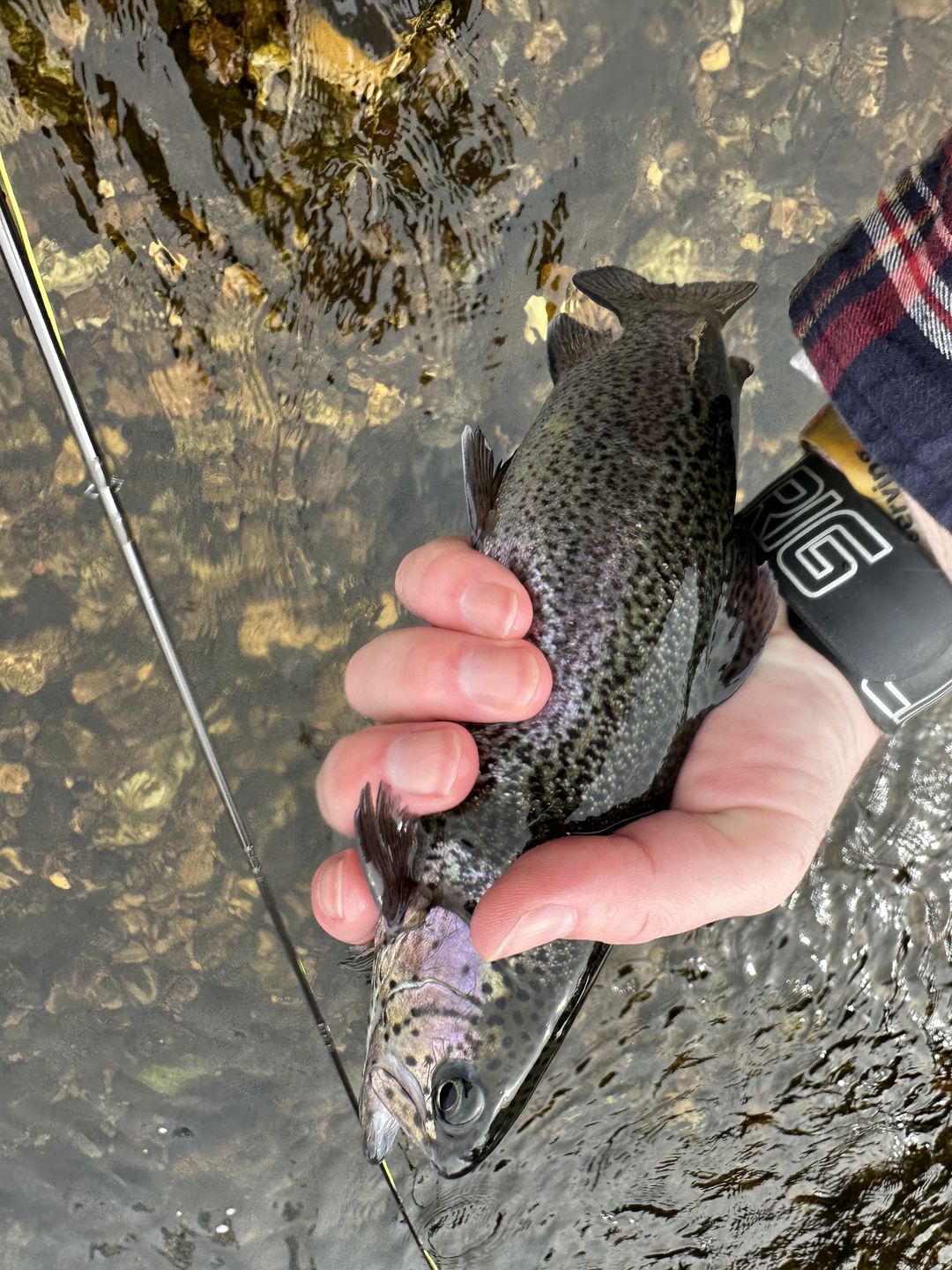 Customer photo review of Mag Band by Lid Rig