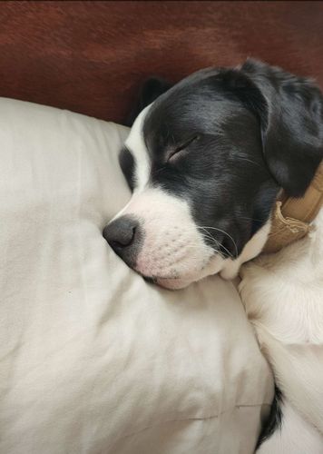 Customer photo review of Metal-Buckle Tactical K9 Dog Collar With Hook & Loop Panel & Top Handle