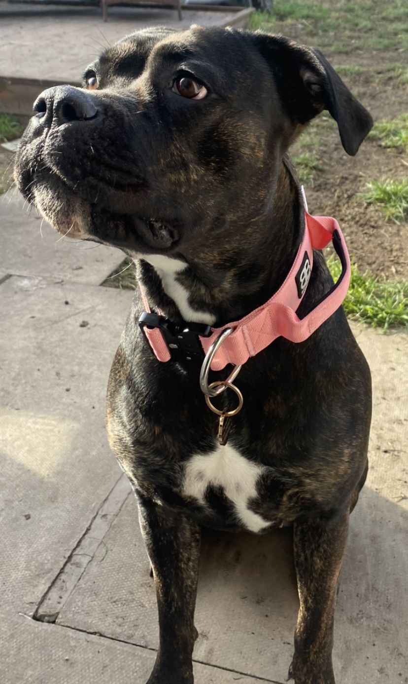 Customer photo review of ID Dog Tag - Rose Gold (With Gift Box)