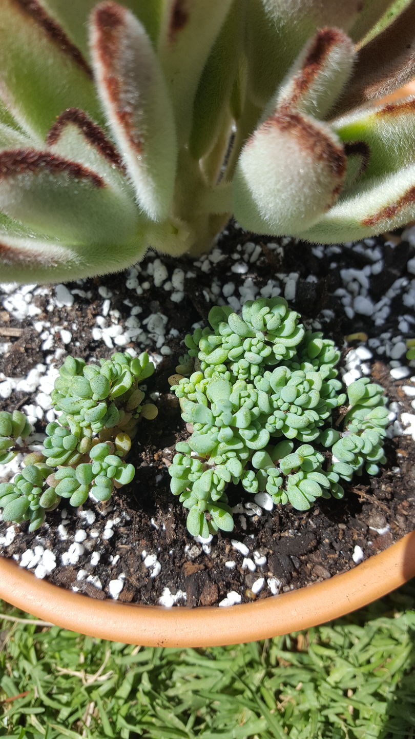 Customer photo review of Sedum dasyphyllum 'Lilac Mound'