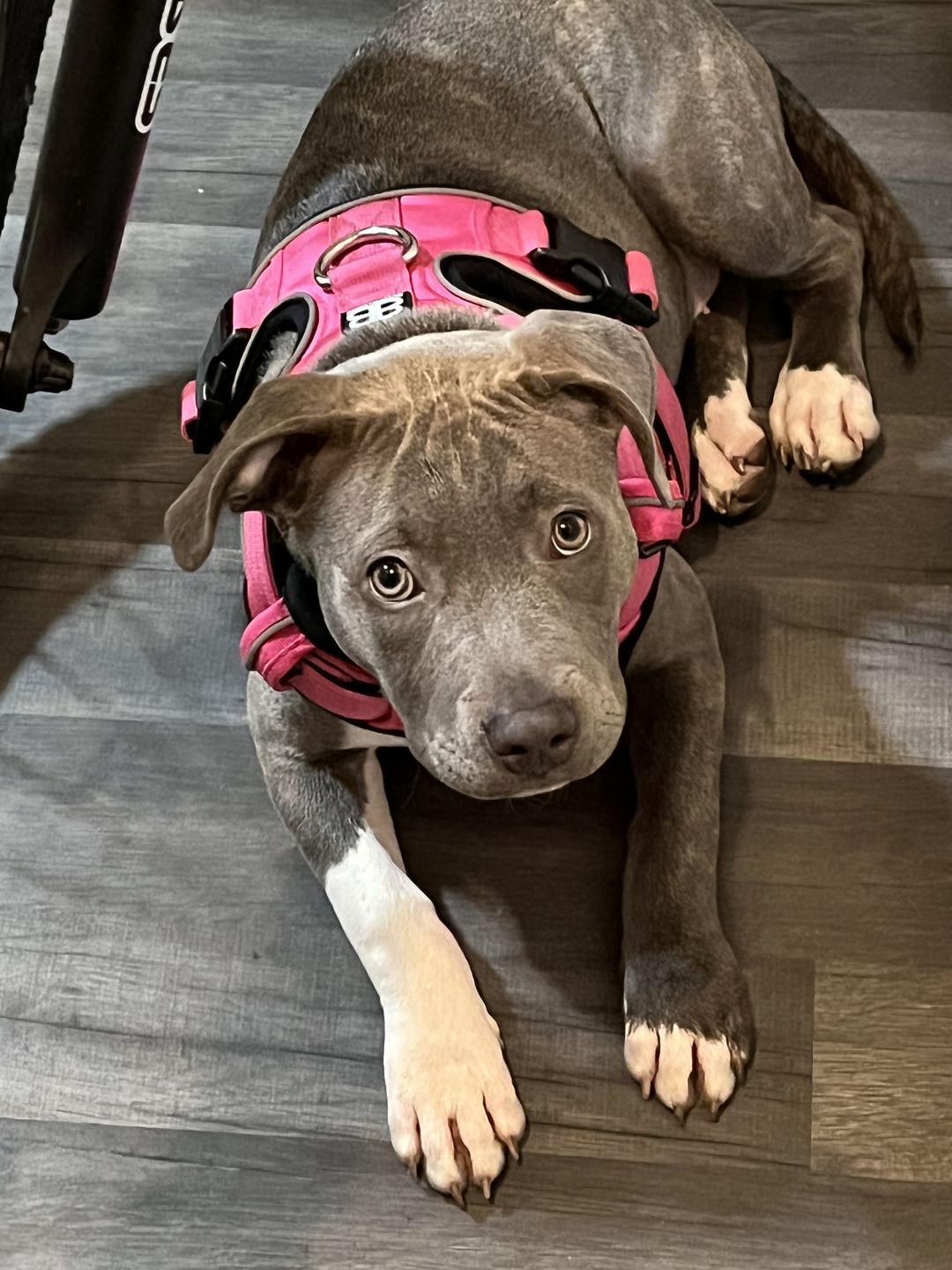 Customer photo review of Premium Comfort Harness | Non Restrictive & Adjustable - Magenta