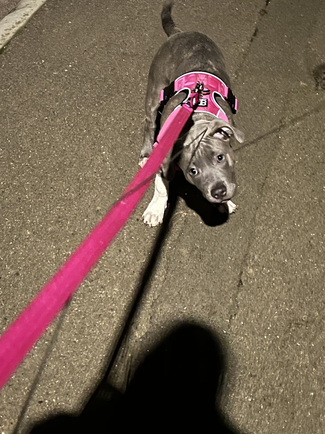 Customer photo review of 1.4m Swivel Combat Lead | Neoprene Lined, Secure Rated Clip with Soft Handle - Magentas